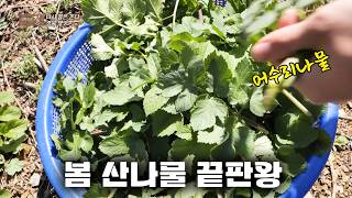 영양