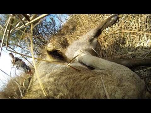 YouTube: GoPro grabó el ataque de leona a venado
