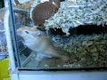 funny gerbil