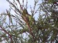 florya ( carduelis chloris ) florya ( carduelis chloris )