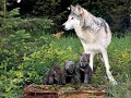 Wild Life