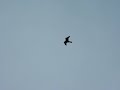 Kestrel in Flight Kestrel in Flight