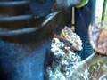 nano tank 21 Aug 2008