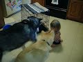 Dogs get Treats Dogs get Treats
