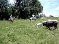 Lida no Campo