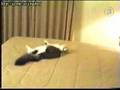 Sucide Cat