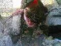 بعثية دراويش