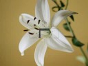 De. Der bezaubernde Atem der Blumen