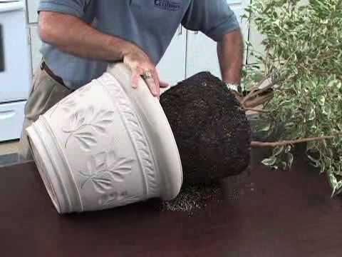 how to transplant large plants