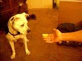 MONIE EATS A LEMON