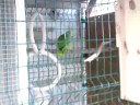 ...eclectus y amazonas