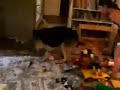 Leo The Amazing Guinea Pig II