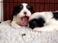 Pinck Pups 1-18-08