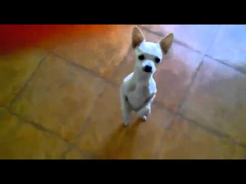 Hot Salsa by Chihuahua – Funny Dancing Pooch