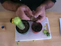 How to graft LophophoraThe materials to be used:- • A Trichocereus to be used as the stock plant • lophophora to be grafted onto the stock plant (this is called the scion) • A sharp razor blade • Methylated spirits • Rubber bands Sterilize the blade by dipping it into the methylated spirits (this must be done prior to every cut). Cut the top off the stock plant, this must be done with a single, clean cut. The stock plant should be a vigorous species (usually Trichocereus) and must be in full growth. The cut surface should be nice and juicy.Chamfer the top of each of the ribs on the stock plant. This stops the cut surface from becoming hollow as it dries, causing the graft to be pulled apart.Cut another very thin sliver from the stock plant. Leave the sliver in place on the top to protect the cut. This will ensure the upper surface is flat and remains clean until the graft is made.Repeat the above process for the lophophora scion. Ensure the final cut is clear of any rotten material in a plant being salvaged. (The brown marks here are not rot, they are merely discolored parts of the plant).Slide the thin slivers from both the stock plant and the  lophophora scion. Gently press the lophophora scion onto the top of the stock and rub the cut surfaces gently together to ensure there is no air trapped between them.When grafting lophophora , ensure the vascular bundle of stock and lophophora scion (the circle shown arrowed in the photograph) overlap in at least one place. If the two vascular bundles are significantly different in size, ensure they cross one-another. If they don't (even if the smaller one is completely contained within the larger one) the graft will fail.Finally apply gentle pressure to keep the cut surfaces pressed together. The most usual way to do this - though it takes a little practice - is to use rubber bands. The lophophora plant should be put in a warm, dry place out of direct sunlight for a few days until the graft has taken and the cut surfaces have healed over.
