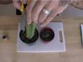 How to graft lophophora peyote part1