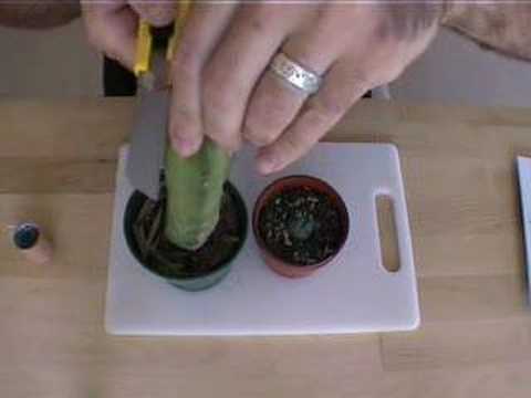 how to replant peyote