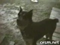 Talking Dogs