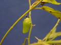 Monarch Caterpillar forming a Chrysalis, time-lapse