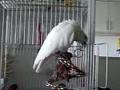 Lola video 2
