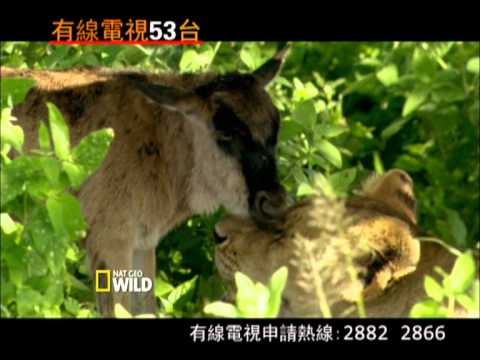 NatGeo Wild February Highlight