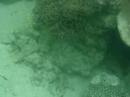 Under Sea