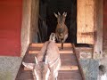 dia show nederlands_0001.wmv