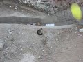 YouTubeサムネイル[MuLYiEApRKk] - 2枚目