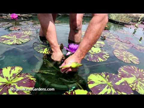 how to care water lily