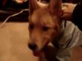 My Dog Wearing a Rain Coat!