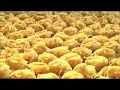 Refinaria Promocional - Filme Todeschini Alimentos 2007