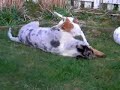 Chico & Sacco in the garden