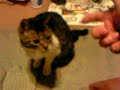 chat cat chatte tirer pistolet