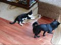 Schipperke Easy versus tomcat Mako