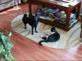 Schipperke Easy versus tomcat Mako