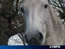 Photo : Jean-Léo Dugast , amoureux du Percheron