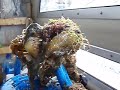 Antifoulingtest