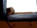 Cat Burgler (Act 1 of 2)