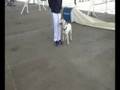 Zeus un apbt en accion