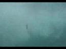 Surfaris - The Race \
