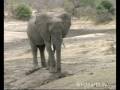 Wildearth Elephant at Gowrie