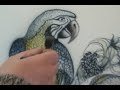 Yucel Freehand Airbrush Macaw on Hood 7