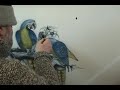 Yucel Freehand Airbrush Macaw on Hood 7