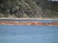 Barge 3