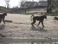 F***in\
