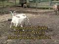 videos de Meet Zen