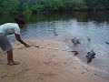 Green Ambassador Caiman experience