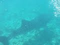 Whale Shark In Maldives 2 Of 3