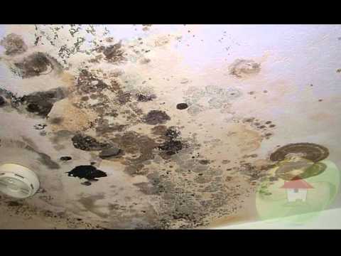 how to discover mold