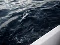 Pesca anchova